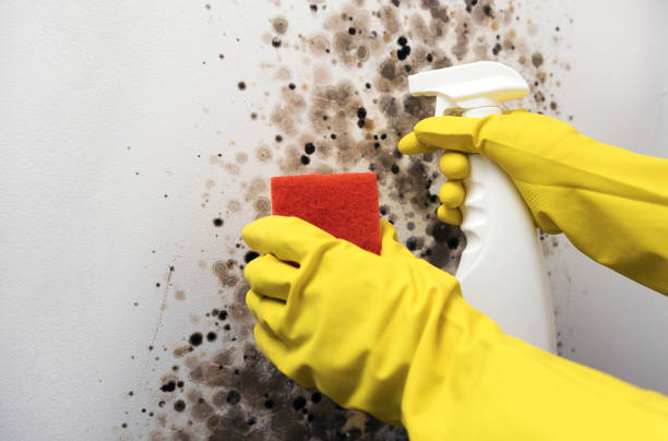 Best Attic Mold Remediation in Lincolnia, VA