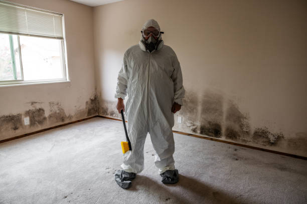 Best Basement Mold Remediation in Lincolnia, VA