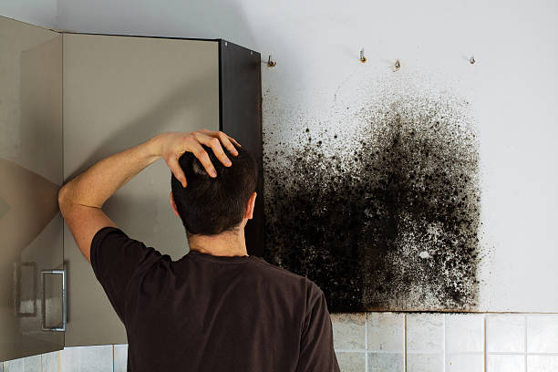 Best Residential Mold Remediation in Lincolnia, VA